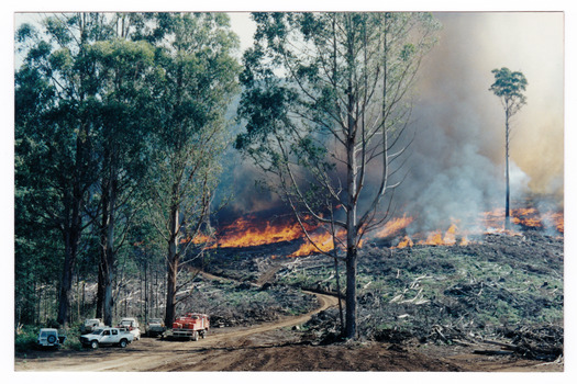 Two colour photographs of a forestry department burn off in the forest. This is done on a regular basis to reduce the fuel load in the case of a bushfire.