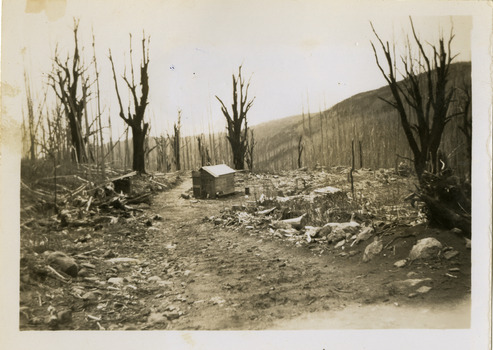A black and white photograph showing the aftermath of a bushfire on Lake Mountain. The photograph was taken on November 25, 1945 by Jean Constable.