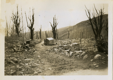 A black and white photograph showing the aftermath of a bushfire on Lake Mountain. The photograph was taken on November 25, 1945 by Jean Constable.