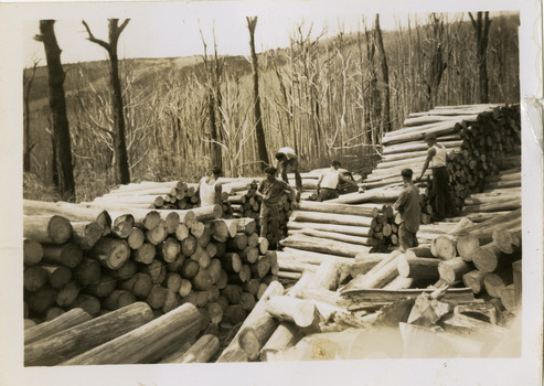 A black and white photograph of a group of people looking at piles of timber collected in the aftermath of a bushfire. The photograph was possibly taken on November 25, 1945 by Jean Constable.