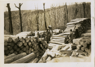 A black and white photograph of a group of people looking at piles of timber collected in the aftermath of a bushfire. The photograph was possibly taken on November 25, 1945 by Jean Constable.