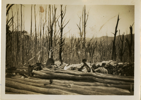 A black and white photograph taken on Lake Mountain of timber collected after the 1939 bushfires. The Black Friday bushfires on January 13th, 1939 were one of the worst natural disasters in Australian history, burning nearly two million hectares across Victoria and claiming 71 lives.
