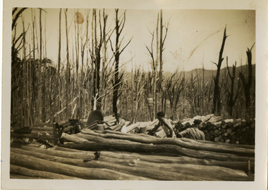 A black and white photograph taken on Lake Mountain of timber collected after the 1939 bushfires. The Black Friday bushfires on January 13th, 1939 were one of the worst natural disasters in Australian history, burning nearly two million hectares across Victoria and claiming 71 lives.