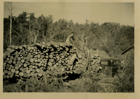 A black and white photograph taken of a pulpwood harvest that was carried out after the 1939 Black Friday bushfires. The Black Friday bushfires on January 13th 1939 were one of the worst natural disasters in Australian history, burning nearly two million hectares across Victoria and claiming 71 lives.