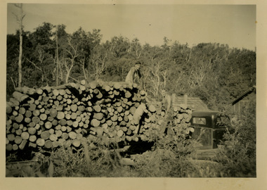 A black and white photograph taken of a pulpwood harvest that was carried out after the 1939 Black Friday bushfires. The Black Friday bushfires on January 13th 1939 were one of the worst natural disasters in Australian history, burning nearly two million hectares across Victoria and claiming 71 lives.