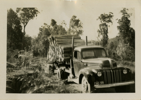 A black and white photograph taken of the collection of pulpwood after the 1939 Black Friday bushfires. The Black Friday bushfires on January 13, 1939 were one of the worst natural disasters in Australian history, burning nearly two million hectares across Victoria and claiming 71 lives.