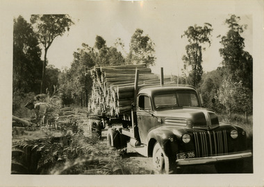 A black and white photograph taken of the collection of pulpwood after the 1939 Black Friday bushfires. The Black Friday bushfires on January 13, 1939 were one of the worst natural disasters in Australian history, burning nearly two million hectares across Victoria and claiming 71 lives.