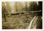 Two black and white photographs taken of timber being harvested after a bushfire.