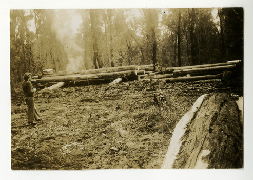 Two black and white photographs taken of timber being harvested after a bushfire.