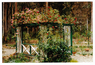 A colour photograph of the front pergola at the entrance to Arbor Green Galleries in Marysville. Shows a green timber pergola with cream lattice sides covered in climbing roses.