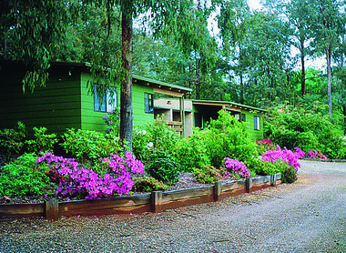 Shows two of the cottages located at Blackwood Cottages in Marysville. Shows two green painted weatherboard buildings both with small verandahs at the front. Shows flower beds in front of the cottages filled with pink azaleas. The cottages are both surrounded by large trees.