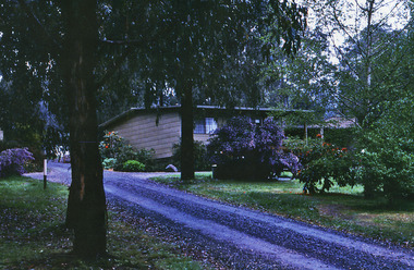 Shows one of the cottages located at Blackwood Cottages in Marysville. Shows the driveway leading up to a weatherboard building. The cottage has several large rhododendren bushes in front it and is surrounded by large trees.