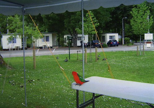 A colour photograph taken at the Marysville Caravan Park.