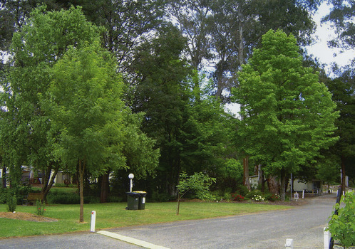 A colour photograph taken at the Marysville Caravan Park.