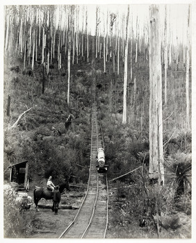 A digital copy of a black and white photograph of a log being transported down a timber tramway to the Andersons Mill near Marysville.