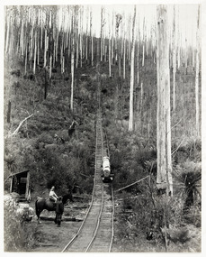 A digital copy of a black and white photograph of a log being transported down a timber tramway to the Andersons Mill near Marysville.