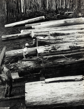 A digital copy of a black and white photograph of logs at a log dump near Marysville.