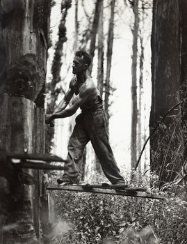 A digital copy of a black and white photograph of a timber feller felling a large tree in the forest.