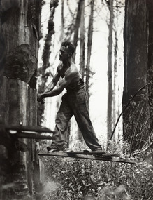 A digital copy of a black and white photograph of a timber feller felling a large tree in the forest.