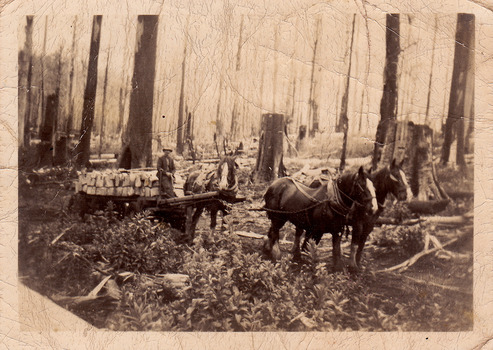 A digital copy of a black and white photograph of cut timber being hauled by a horse drawn timber jinker out of the forest.