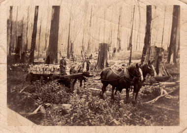 A digital copy of a black and white photograph of cut timber being hauled by a horse drawn timber jinker out of the forest.
