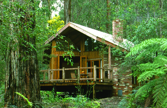 A colour photograph taken at Woodlands of Narbethong.