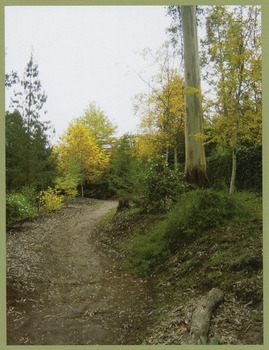 A colour photograph of Kerami Walk in Marysville.