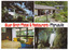 A colour photograph from the Silver Birch Motel and Restaurant in Marysville. On the reverse of the postcard is a space to write a message and to place a postage stamp. The postcard is unused.