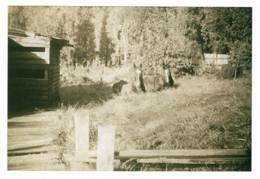 A copy of a black and white photograph taken at Andersons No. 1 Mill of some of the horses that were working on the mill.