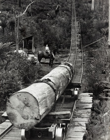 A digital copy of a black and white photograph of a log being transported down a timber tramway to the Andersons Mill near Marysville.