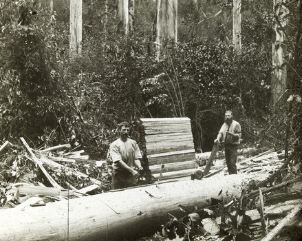 A digital copy of a black and white photograph of two timber palers working in a forest.