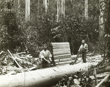 A digital copy of a black and white photograph of two timber palers working in a forest.