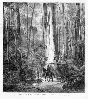 A black and white photograph of a etching print of two men felling a large gum tree in a forest.