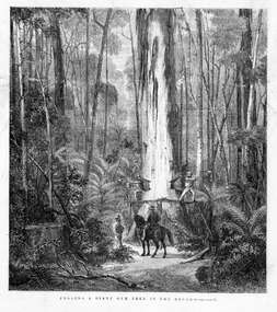 A black and white photograph of a etching print of two men felling a large gum tree in a forest.