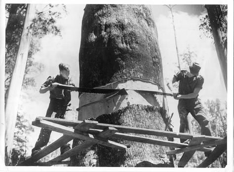 A copy of a black and white photograph of two unknown tree fellers felling a large tree in a forest.