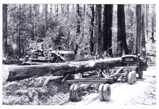 A copy of a black and white photograph of the loading of logs onto a timber jinker after the trees were felled in the forest.