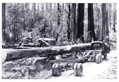 A copy of a black and white photograph of the loading of logs onto a timber jinker after the trees were felled in the forest.