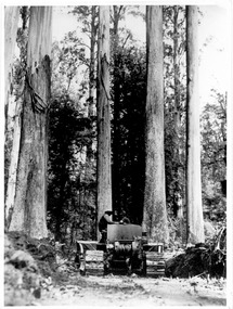 A copy of a black and white photograph of a crawler tractor removing tree debris in the forest.