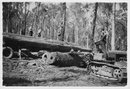 A copy of a black and white photograph of a crawler tractor loading a log onto a landing in the forest.
