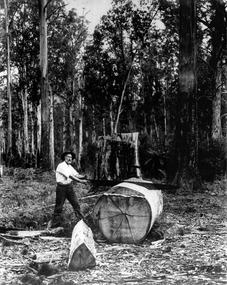 A digital copy of a black and white photograph of Andrew Kirwan preparing a large log for splitting.