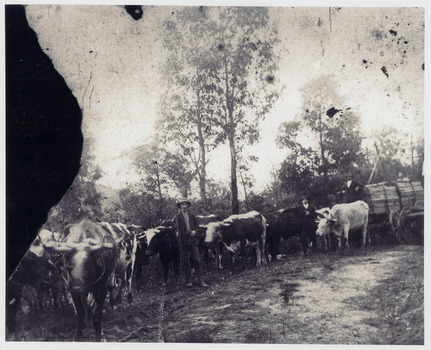 A copy of a black and white photograph of bullocks hauling palings through the forest. The original photograph was taken in the early 1900s.