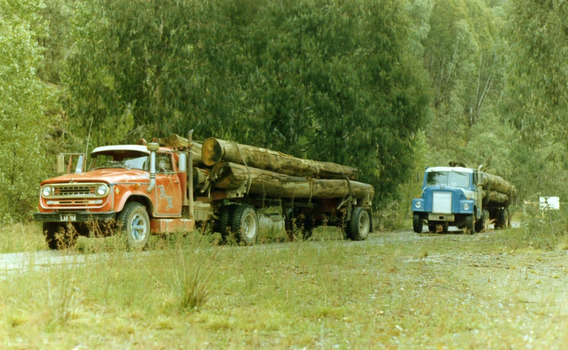 A digital copy of a colour photograph of two of the Bantick Bros's trucks hauling large logs on timber jinkers. Bantick Bros. Pty. Ltd. was a prominent, multi-generational logging and transport business originally based in Marysville, Victoria.The company is a major part of the regional forestry and timber history of the Yarra Valley and North East Victoria. Formed by the Bantick family (including D.V., V.L., and R. Bantick), the company operated commercial heavy goods vehicles and hardwood logging trucks. They held licenses dating back to at least the 1940s through the 1970s and 80s to haul massive timber logs from forest landings across the Niagaroon and Upper Yarra forestry districts, as well as the North Big River area. In addition to their core logging and transport divisions, the family name was heavily tied to the local community—including running Bantick's Garage in Marysville during the mid-1970s.
