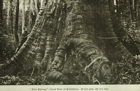 A digital copy of a black and white photograph of the King Edward VII tree near Marysville. This massive tree was named after King Edward V11 (1841–1910). It was in the Cumberland Valley on the south side of the Marysville-Cumberland Track near the Cora Lyn Falls. The original photograph was taken by Nicholas John Caire in 1907.