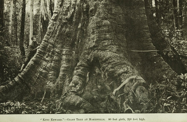 A digital copy of a black and white photograph of the King Edward VII tree near Marysville. This massive tree was named after King Edward V11 (1841–1910). It was in the Cumberland Valley on the south side of the Marysville-Cumberland Track near the Cora Lyn Falls. The original photograph was taken by Nicholas John Caire in 1907.