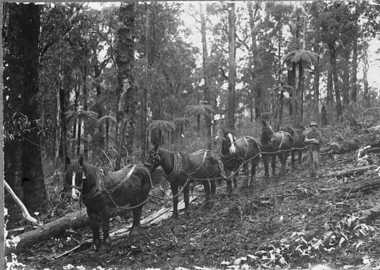 Negative Photographic Reproduction, Horse team at work, Hoddles Creek, 13/4/1983