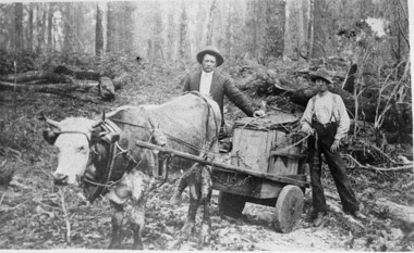 Negative Photographic Reproduction, Cow pulling cart with 2 men