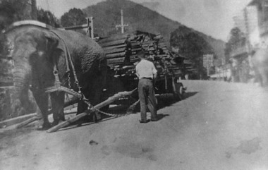 Negative Photographic Reproduction, Main street with elephant moving timber, 1930 Warburton, 14.9.1983