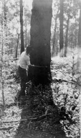 Negative Photographic Reproduction, H. Lepoidevin preparing a tree for  falling Early 1920s Hoddles Creek, 2.10.1983