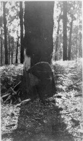 Negative Photographic Reproduction, H. Lepoidevin falling a tree Early 1920s Hoddles Creek