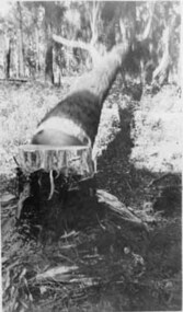 Negative Photographic Reproduction, The fallen tree Early 1920s Hoddles Creek